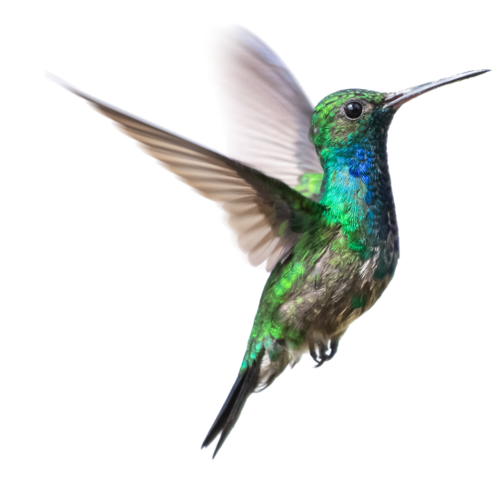 Humming Bird