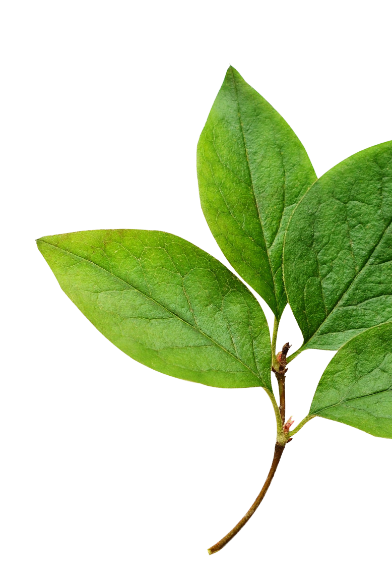 featured leaf